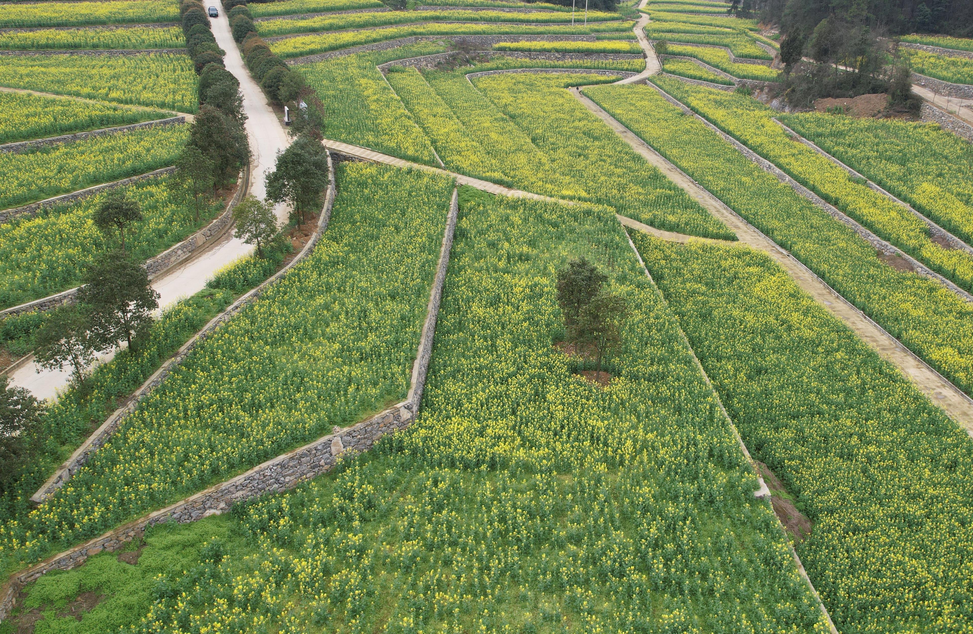 涪陵网-两百亩油菜花盛放 高标准农田绘就春日新景
